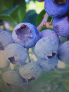 Bleuet blue crop